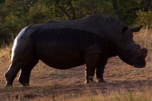les cornes de rhinocéros radioactives pour empêcher le braconnage